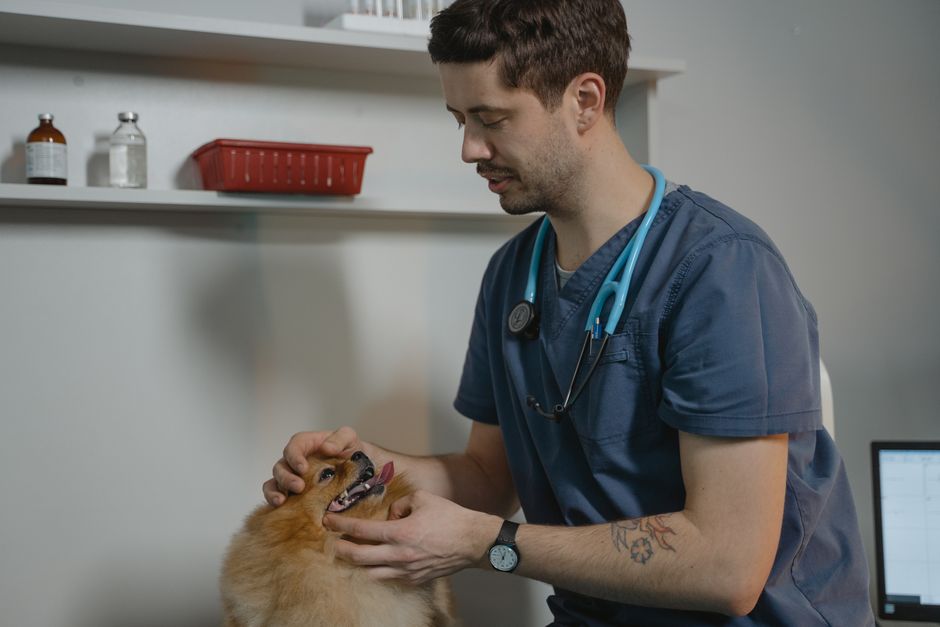 Consulta veterinária + vacina V10